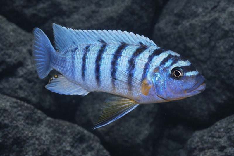 Maylandia fainzilberi 'Ndonga'